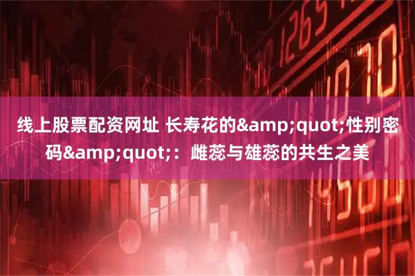 线上股票配资网址 长寿花的&quot;性别密码&quot;：雌蕊与雄蕊的共生之美